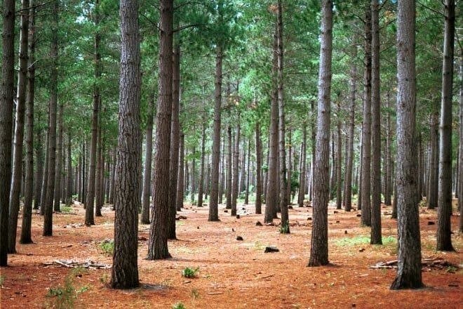 Floresta de pinus plantada