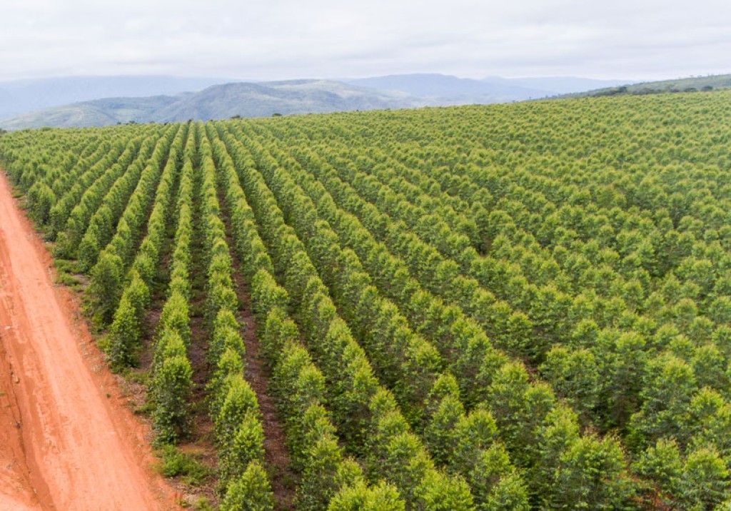 Floresta plantada — origem da celulose dos papéis Relevo